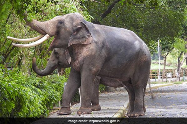 “फ्रूट आइस क्यूब्स”, ताजा जानवरों को रखने के लिए स्प्रिंकलर