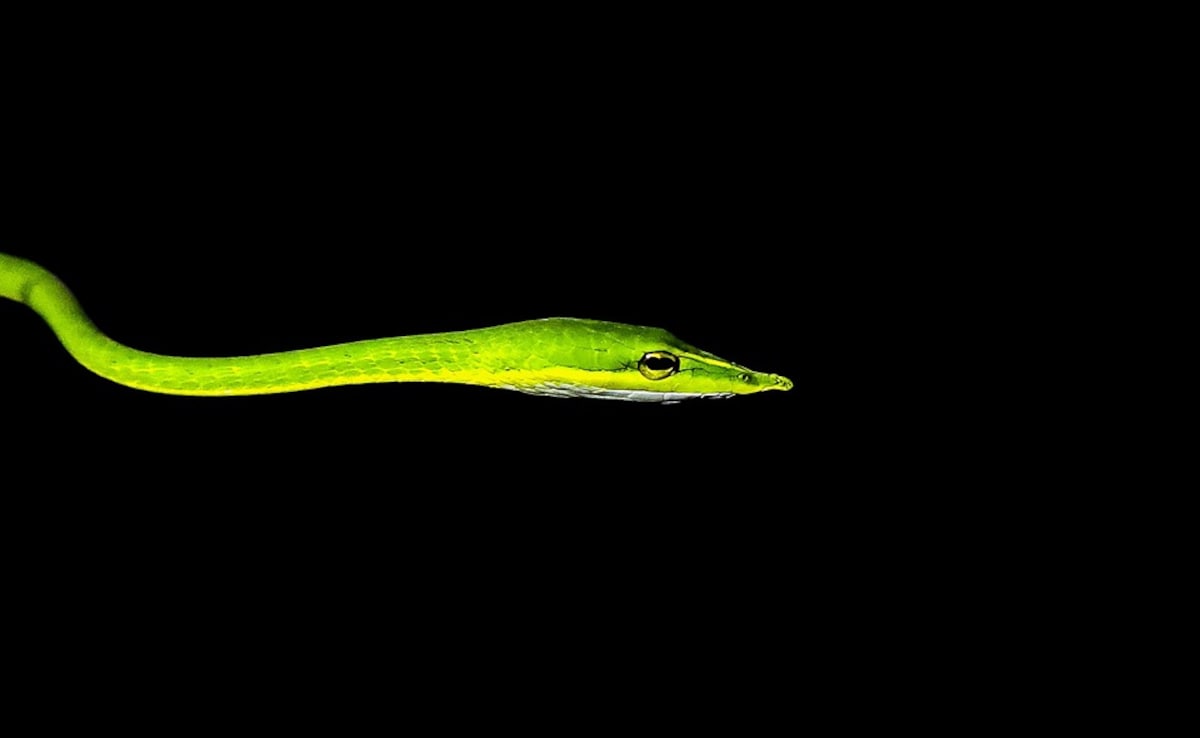 वाइन स्नेक रारा डे वाइन यूपी टाइगर टाइगर रिजर्व में आया था