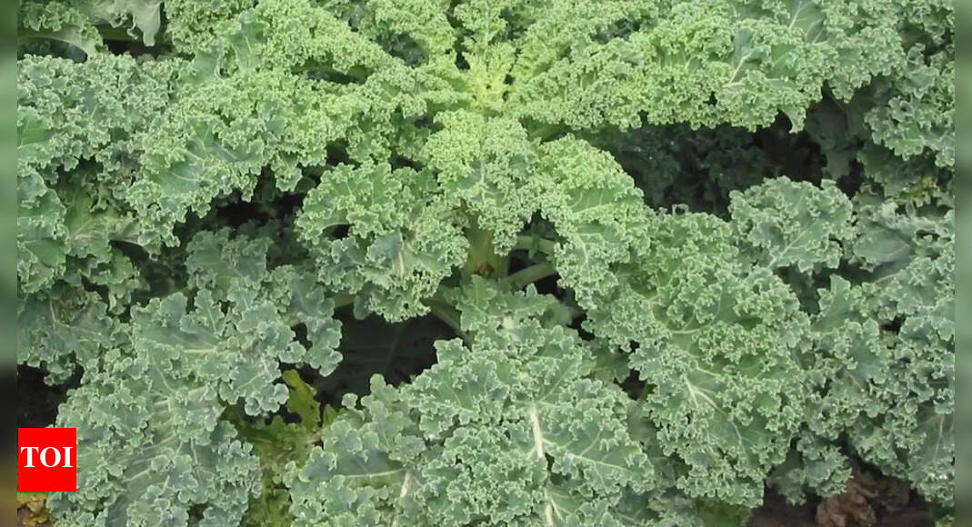 दूध और संतरे को भूल जाओ! यह जड़ी बूटी कैल्शियम और विटामिन सी के लिए एक प्राकृतिक शक्ति है