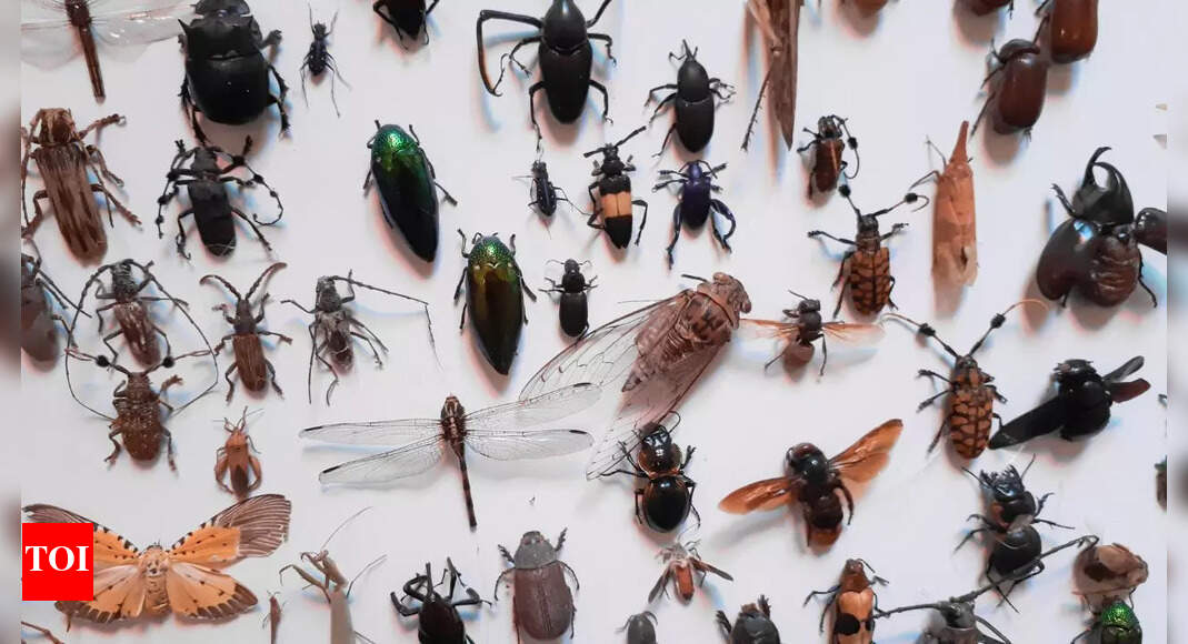 कीड़े गायब हो रहे हैं! जैव विविधता संकट को ट्रिगर करते हुए जनसंख्या 72%तक गिरती है |