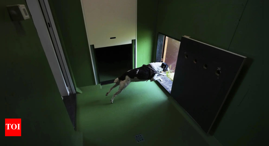 रोमा हवाई अड्डे ने लाड़िंग सेवाओं के साथ एक शानदार डॉग होटल खोला