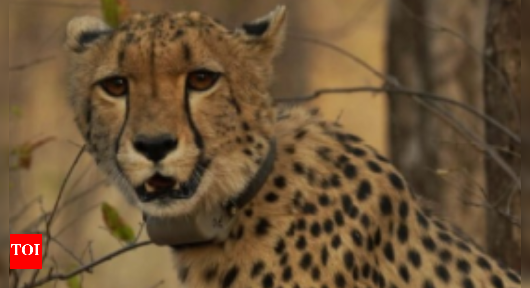 कुनो में भारत में पैदा हुए ग्वापार्डो के लिए ऐतिहासिक मील का पत्थर: ‘मुकि’ सोमवार को एक वयस्क बन जाता है, यह क्यों मायने रखता है भारत समाचार