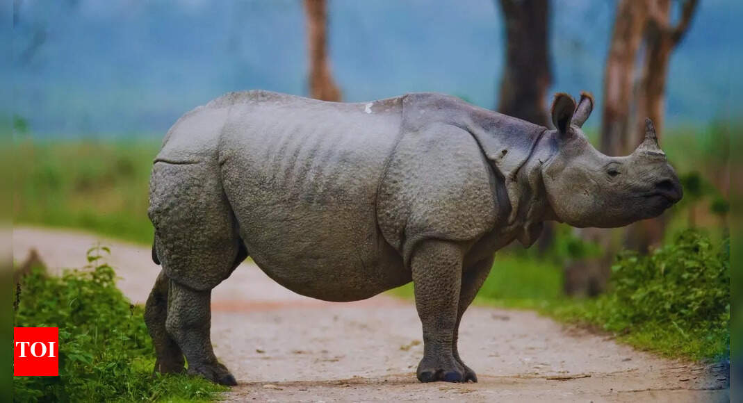 इन भारतीय राज्यों में दुर्लभ वन्यजीव प्रजातियां हैं जैसे कि पक्षी और राज्य जानवर |