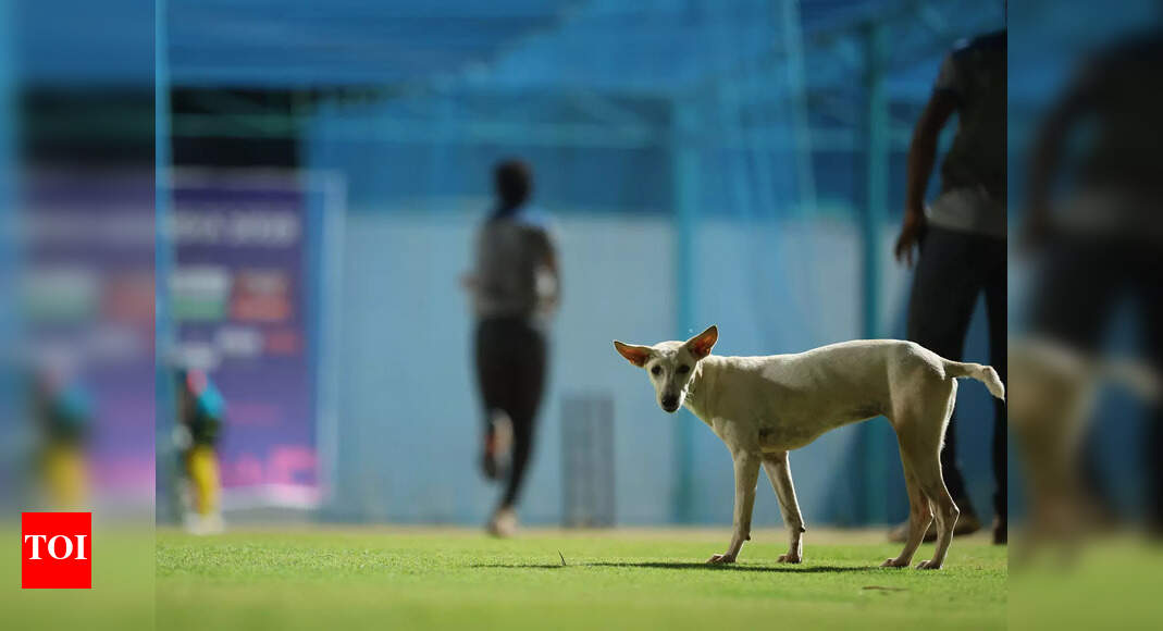 दुनिया के लिए विश्व एथलेटिक्स चैम्पियनशिप में डॉग स्ट्रे द्वारा विदेशी कोच बिट | मैदान के बाहर समाचार