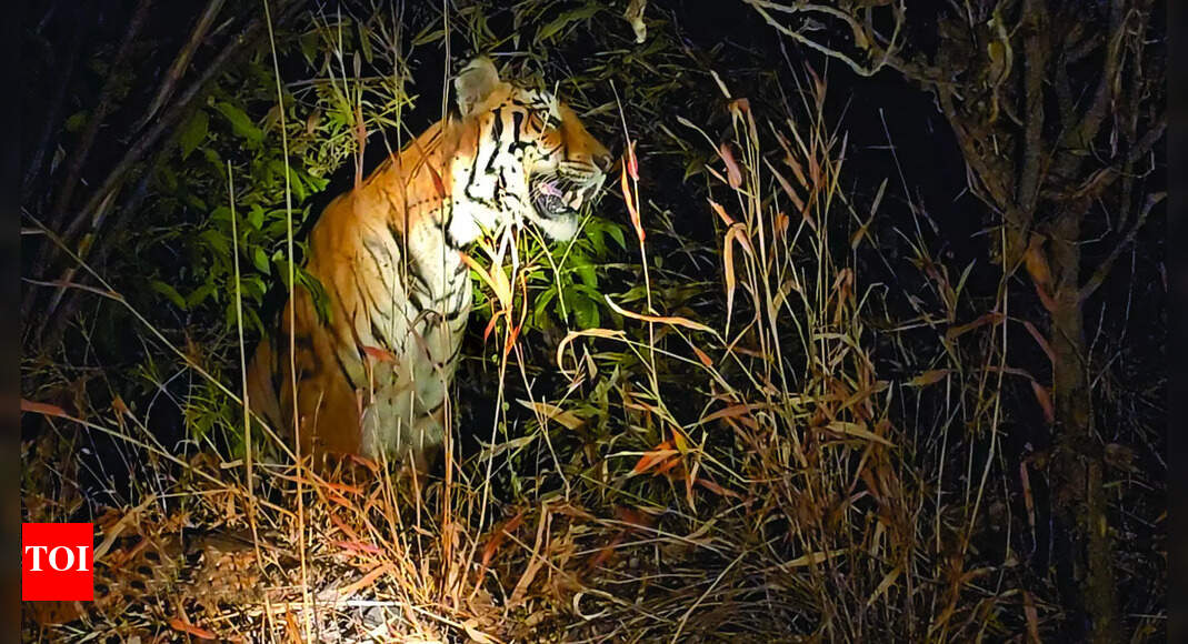 टाइग्रे रिजर्व प्रस्ताव संग्रह कार्यालय को याद कर रहा है, वन विभाग के रिकॉर्ड का रिकॉर्ड | गोवा न्यूज