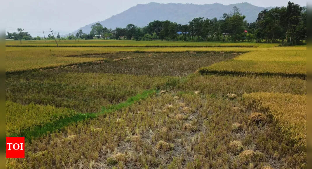 अम्बुलिम में 1L SQM को इको-टूरिस्मो प्रोजेक्ट के लिए निवेश पदोन्नति क्षेत्र के रूप में घोषित किया गया गोवा न्यूज