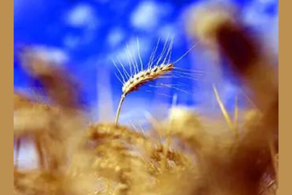 सरकार सीपीआई श्रृंखला में पीडीएस खाद्य अनाज को शामिल करने पर राय लेती है भारत समाचार