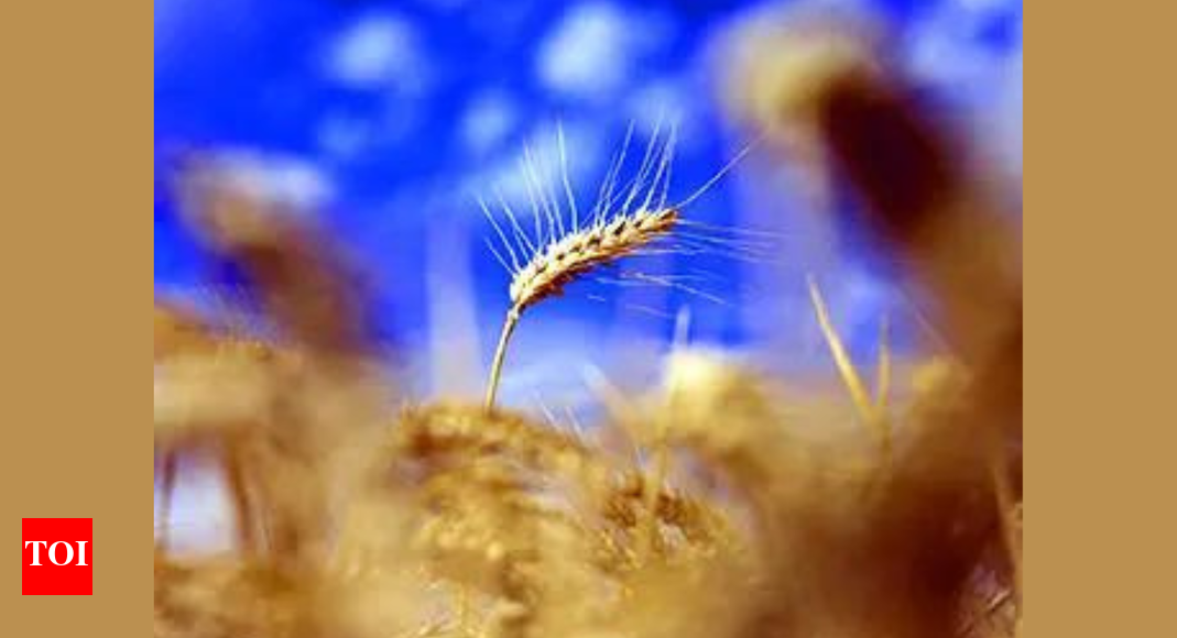 सरकार सीपीआई श्रृंखला में पीडीएस खाद्य अनाज को शामिल करने पर राय लेती है भारत समाचार