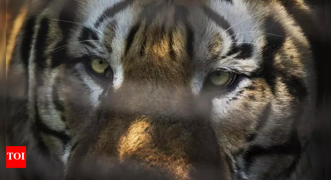 मध्य प्रदेश: ‘शिकारित’ बाघ का शव मिला, 2 वन अधिकारी निलंबित; बाघिन, 3 शावक लापता | भारत समाचार