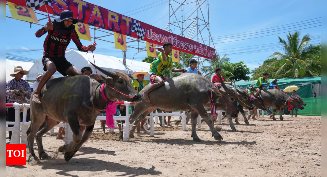 चोनूरी ब्यूटी का भुगतान: थाई भैंस ने शो चुरा लिया; भीड़ तस्वीरों के लिए पोज देती है