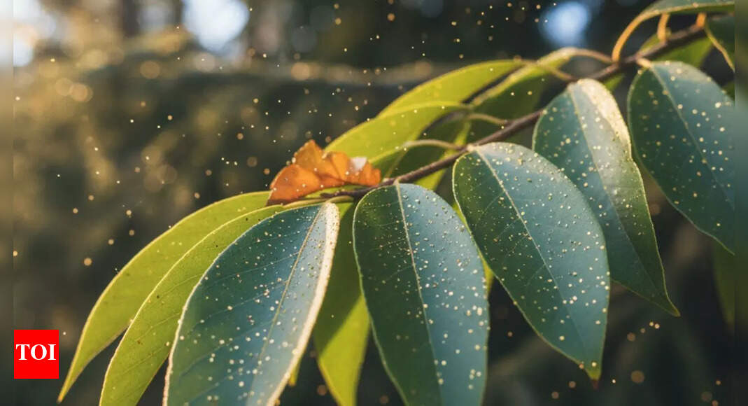 क्या पेड़ों में सोना बढ़ सकता है? वैज्ञानिकों ने प्रकृति की छिपी हुई सोने की निर्माण प्रक्रिया का पता लगाया |