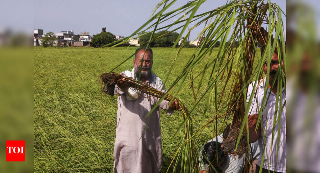 महाराष्ट्र में बाढ़ प्रभावित किसानों को 31 अरब रुपये मिलेंगे