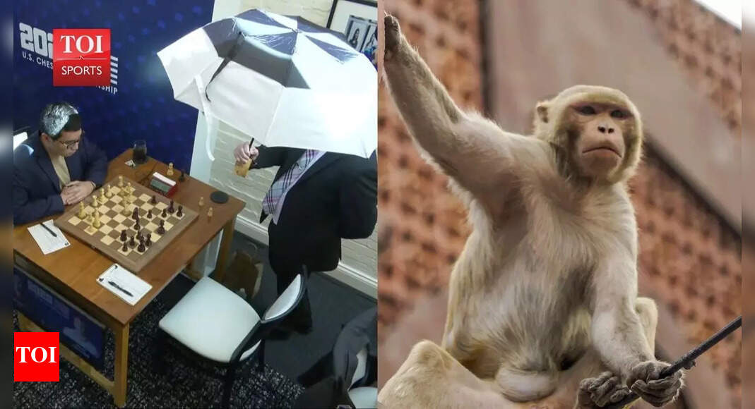 जैसे ही भारत शतरंज विश्व कप की मेजबानी करने की तैयारी कर रहा है, नागरिकों को बंदरों के आक्रमण, बिजली कटौती और टपकते तंबू देखने को मिल रहे हैं शतरंज समाचार