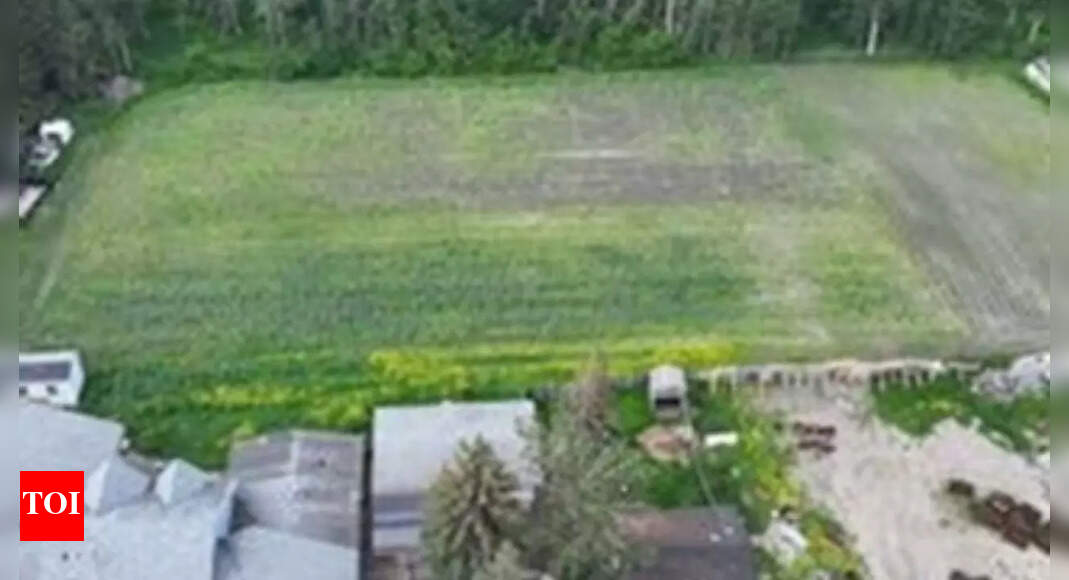 एक आवास के पीछे 60,000 पोस्ता के पौधे उगाए गए: कनाडा में भारतीय मूल के 4 लोगों पर आरोप लगाया गया