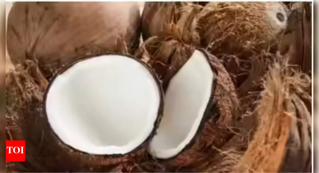 कमी के कारण त्योहारी सीजन के दौरान महाराष्ट्र में नारियल की कीमतें दोगुनी हो गईं | मुंबई समाचार