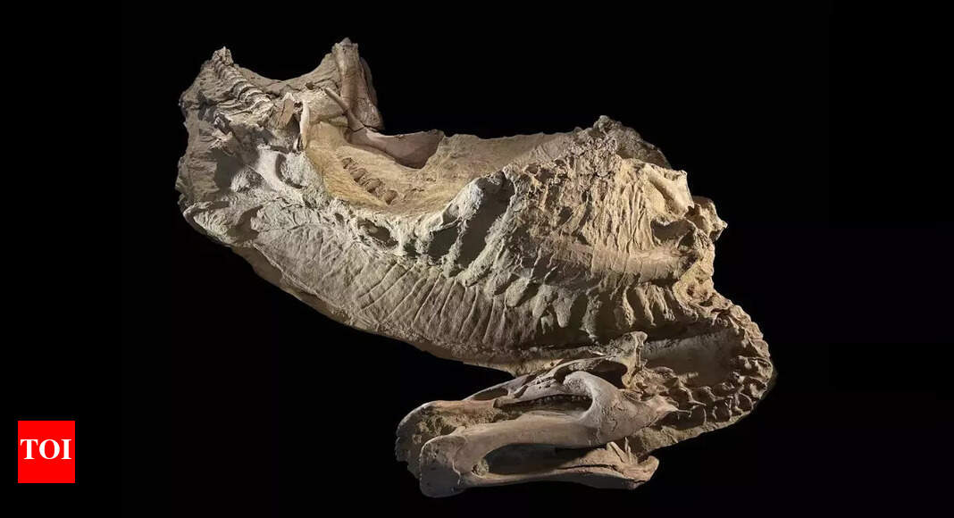 व्योमिंग बैडलैंड्स में पहला ‘ममीकृत’ खुर वाला डायनासोर खोजा गया, जो प्रागैतिहासिक विकास को फिर से परिभाषित करता है |