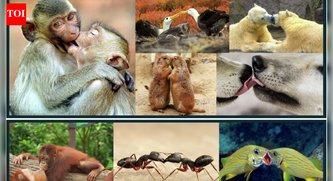 हमने 21 मिलियन वर्ष पहले वानरों से अपना चुंबन चुरा लिया था | भारत समाचार