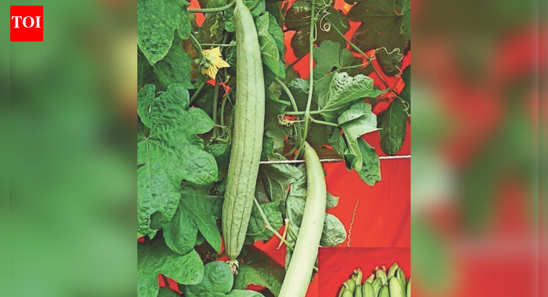 एक अनोखी ‘तोरई’ जो इस अवसर को ‘चावल’ बना सकती है | लखनऊ समाचार