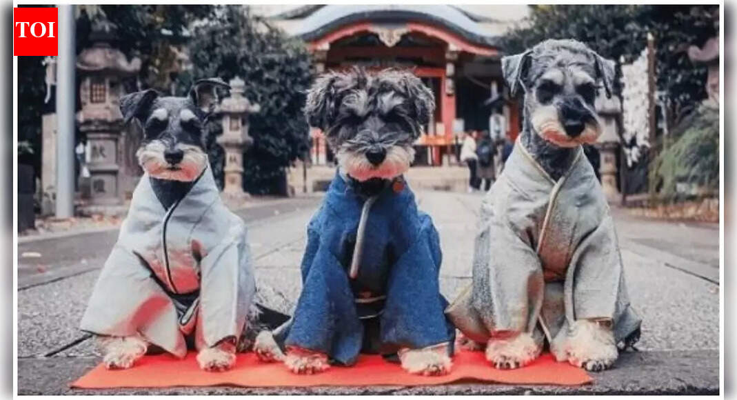 जनसांख्यिकीय परिवर्तनों के साथ, जापान ने पालतू जानवरों के लिए बच्चों की छुट्टियों को फिर से शुरू किया है