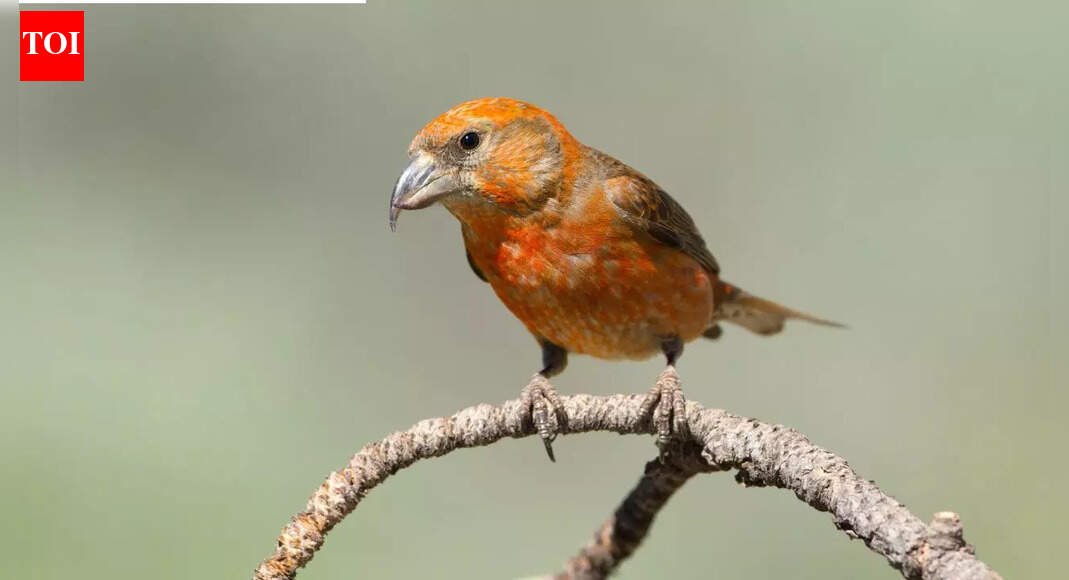 7 अनोखे जानवर जो केवल यूके में पाए जा सकते हैं |