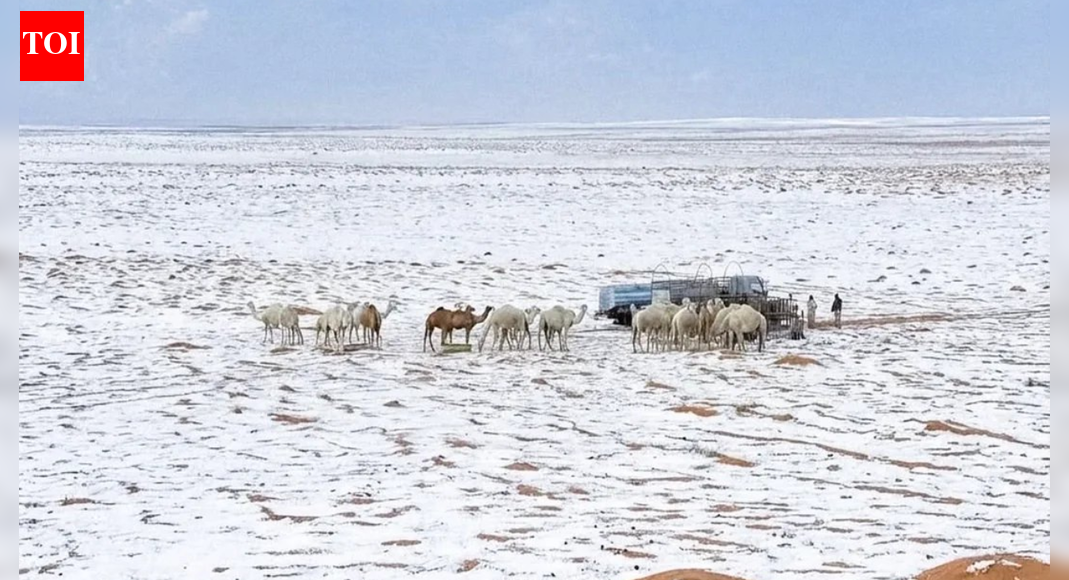 सऊदी अरब में 30 वर्षों के बाद दुर्लभ बर्फबारी देखी गई और रेगिस्तानी पहाड़ शीतकालीन वंडरलैंड बन गए | विश्व समाचार