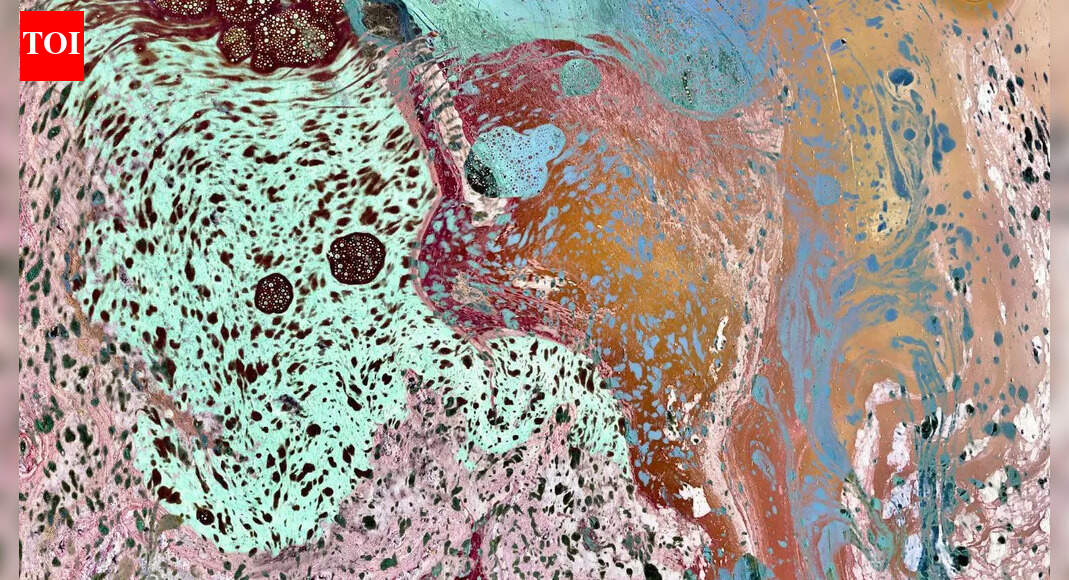 नमक की रेखाएँ: एक भूली हुई 4,000 किलोमीटर की ‘जीवित सीमा’ मुंबई संग्रहालय में फिर से दिखाई देती है | भारत समाचार