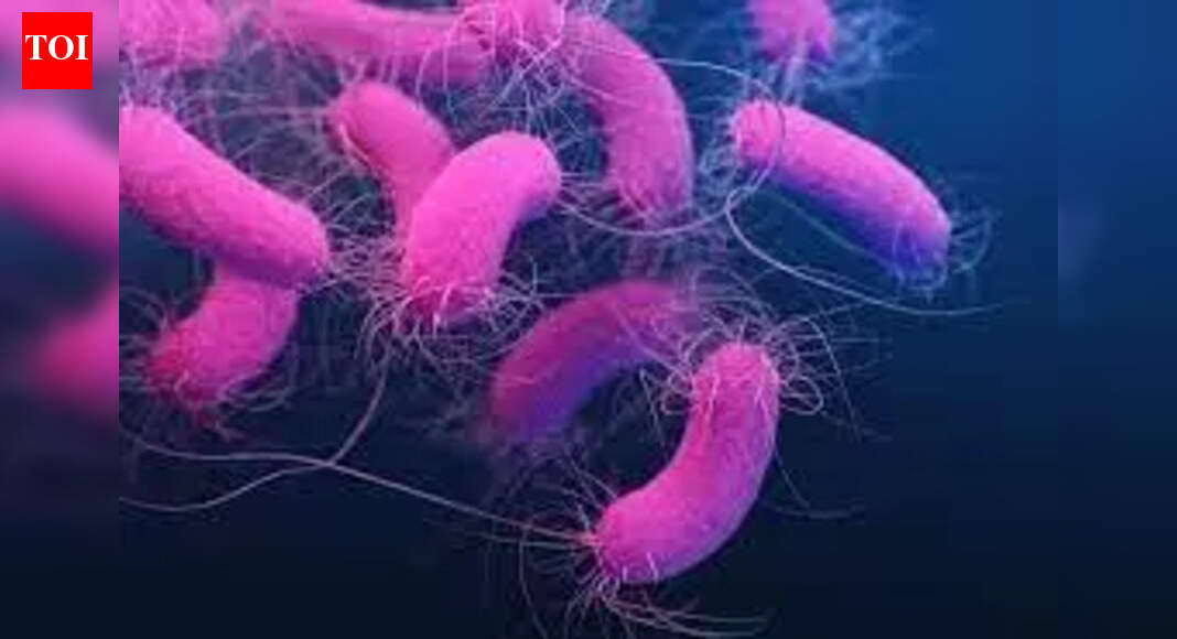 रजोनिवृत्ति उपरांत महिलाओं में हड्डियों के नुकसान को रोकने के लिए अच्छे आंत बैक्टीरिया महत्वपूर्ण हो सकते हैं | भारत समाचार