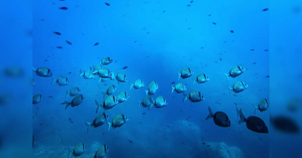 भारत का पहला गहरे समुद्र में समुद्री माइक्रोबियल अनुसंधान केंद्र आंध्र प्रदेश में लॉन्च किया गया, इकोनॉमिकटाइम्सबी2बी