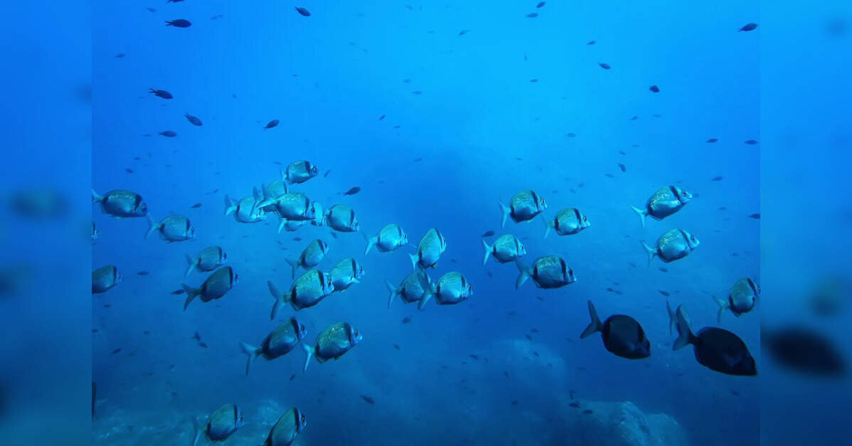 भारत का पहला गहरे समुद्र में समुद्री माइक्रोबियल अनुसंधान केंद्र आंध्र प्रदेश में लॉन्च किया गया, इकोनॉमिकटाइम्सबी2बी