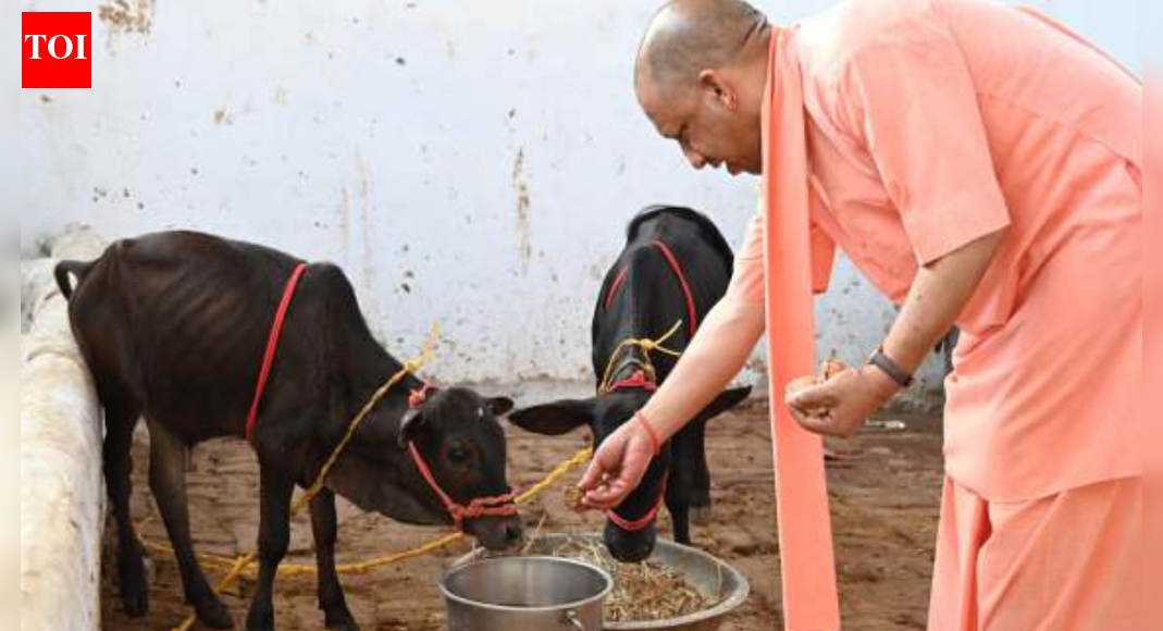 गेहूं से दूध तक: उत्तर प्रदेश में कृषि का रिकॉर्ड उत्पादन, कृषि आय बढ़ी | भारत समाचार