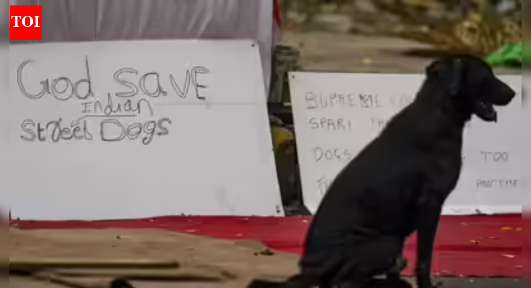 हकीकत अलग है, सुप्रीम कोर्ट ने कहा, कार्यकर्ता आवारा कुत्तों का बचाव कर रहे हैं | भारत समाचार
