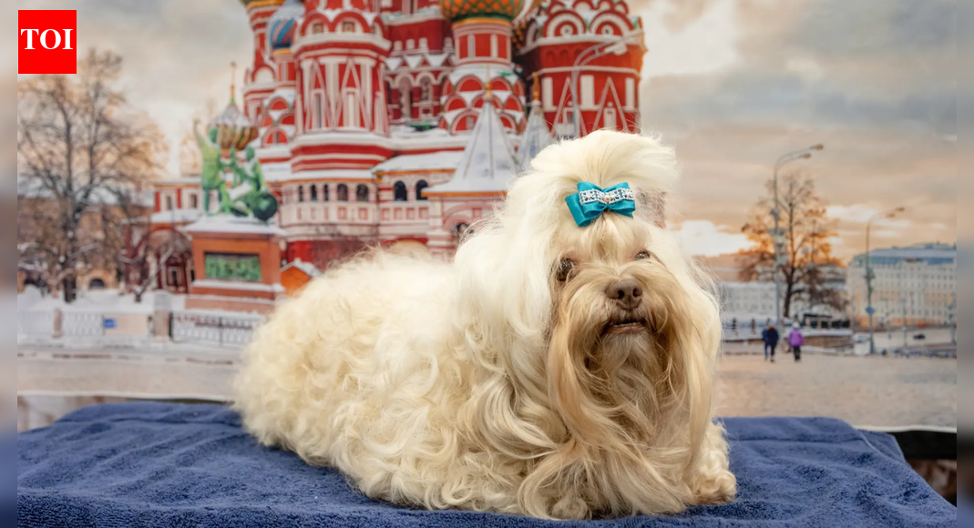 कुत्ते छोटे बच्चों की तरह अपनी शब्दावली विकसित करते हैं