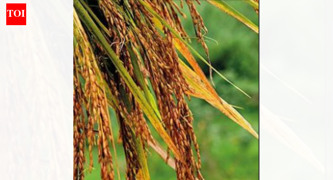 भूजल बचाने के लिए उत्तराखंड ‘अन्न का कटोरा’ गर्मियों में धान की खेती पर लगाएगा प्रतिबंध | भारत समाचार