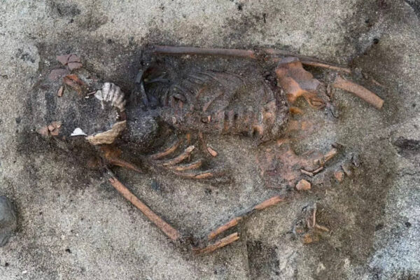 स्वीडन ने खंजर से दफ़नाए गए 5,000 साल पुराने कुत्ते को खोजा और संभ्रांत उपचार के संकेत दिए | विश्व समाचार