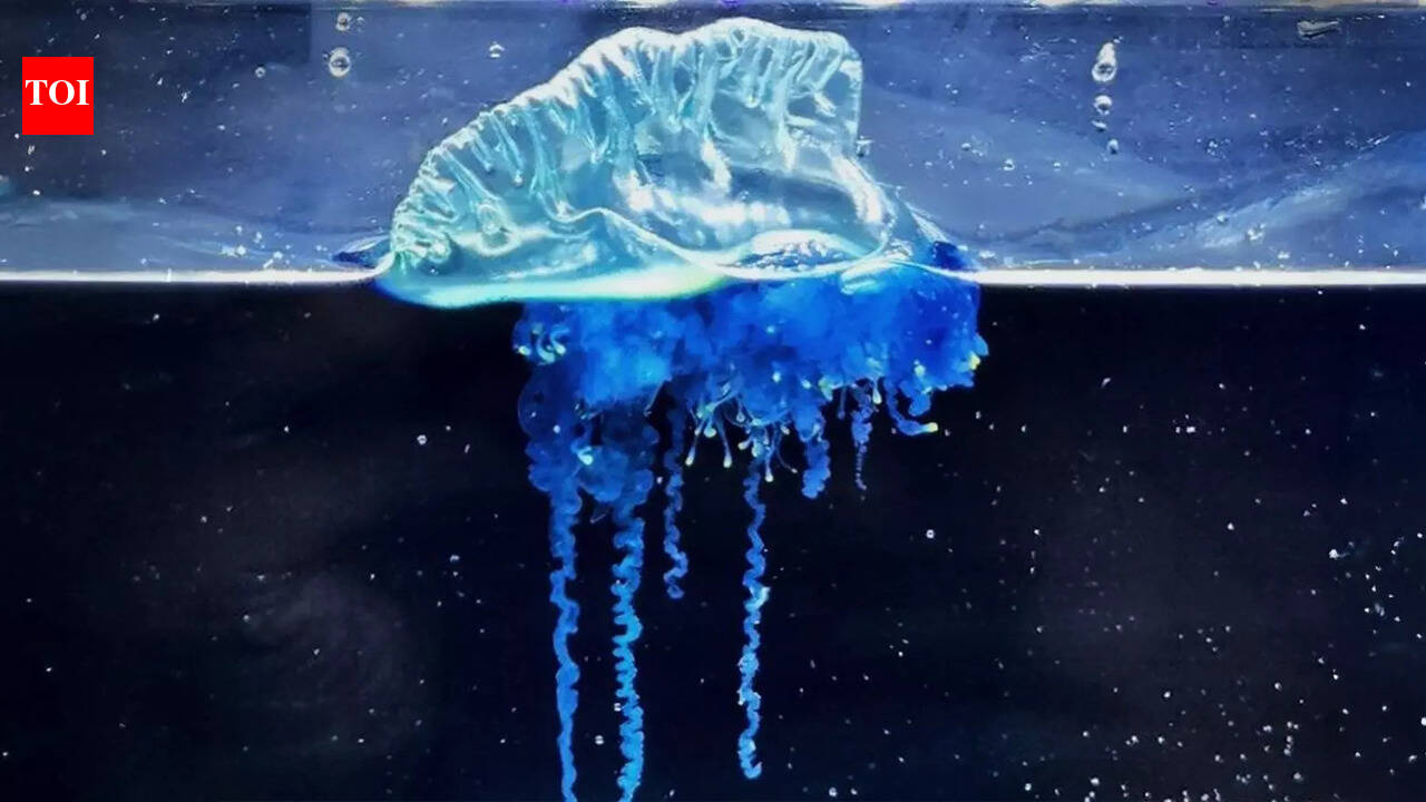 जापान के तट पर हाल ही में एक ऐसी प्रजाति का पता चला जिसके अस्तित्व के बारे में कोई नहीं जानता था | विश्व समाचार