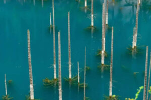 बर्फ से उभरते भूतिया पेड़: 100 साल का भूकंप जिसने कजाकिस्तान के भयावह पानी के नीचे के जंगल का निर्माण किया | विश्व समाचार