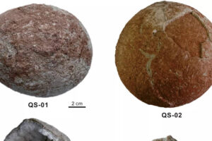 चीन में पाए गए तोप के गोले के आकार के क्रिस्टलीकृत डायनासोर के अंडे | विश्व समाचार