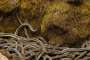 कनाडा में दुनिया का सबसे बड़ा सांपों का अड्डा: हर वसंत में 100,000 से अधिक लाल भुजाओं वाले सांप जीवित हो उठते हैं | विश्व समाचार