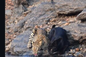 देखें: दुर्लभ क्षण जब ब्लैक पैंथर और तेंदुआ एक दूसरे के बगल में पानी पीते हैं |