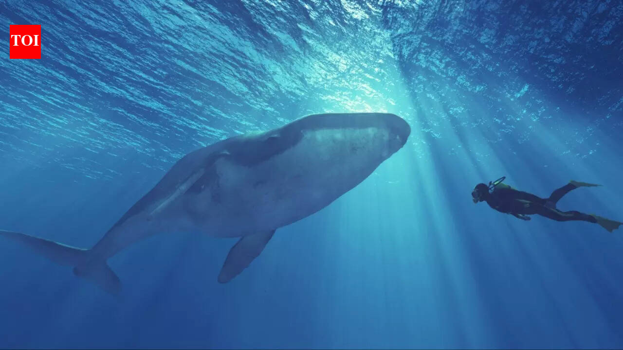 वायरल डाइविंग वीडियो खतरनाक हो गया: किलर व्हेल के साथ आदमी के तैरने के बाद ओमान ने तत्काल चेतावनी जारी की