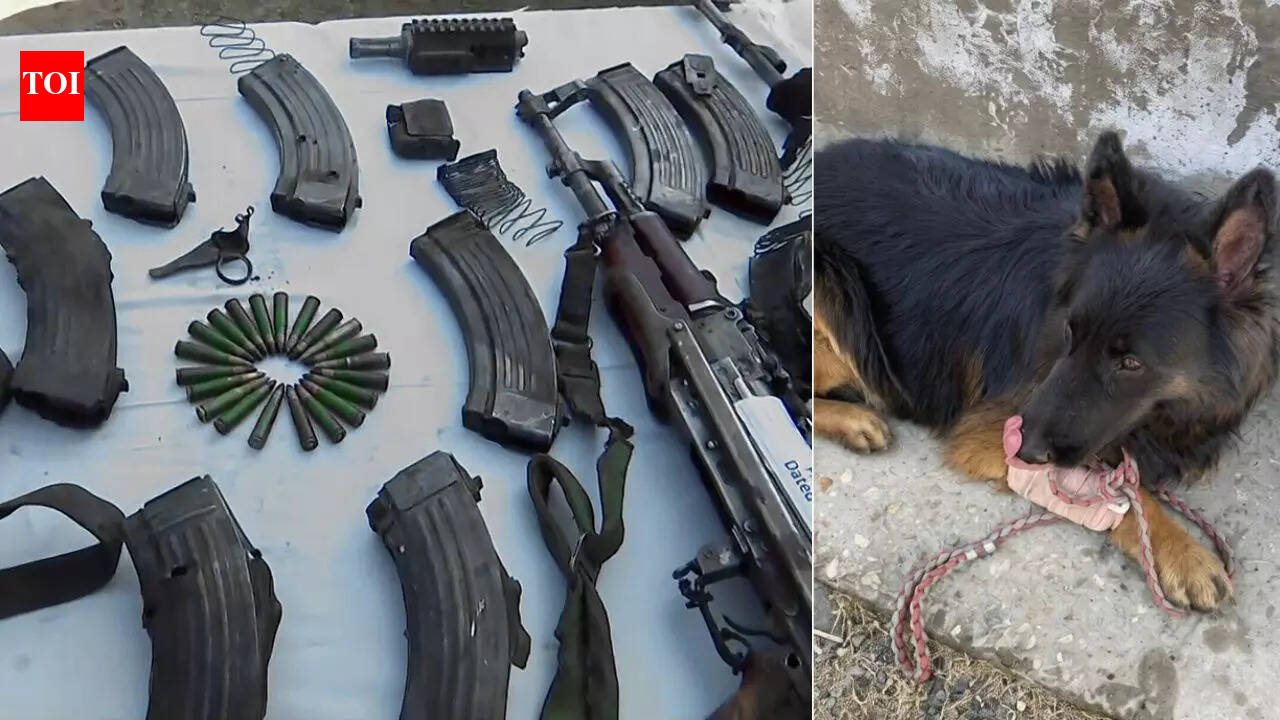 टायसन: चार पैरों वाला सेना नायक जिसने गोली लगने के बावजूद जम्मू-कश्मीर में आतंकवाद विरोधी अभियान का नेतृत्व किया; ऑपरेशन ट्रैशी-1 से 7 आतंकियों का सफाया | भारत समाचार