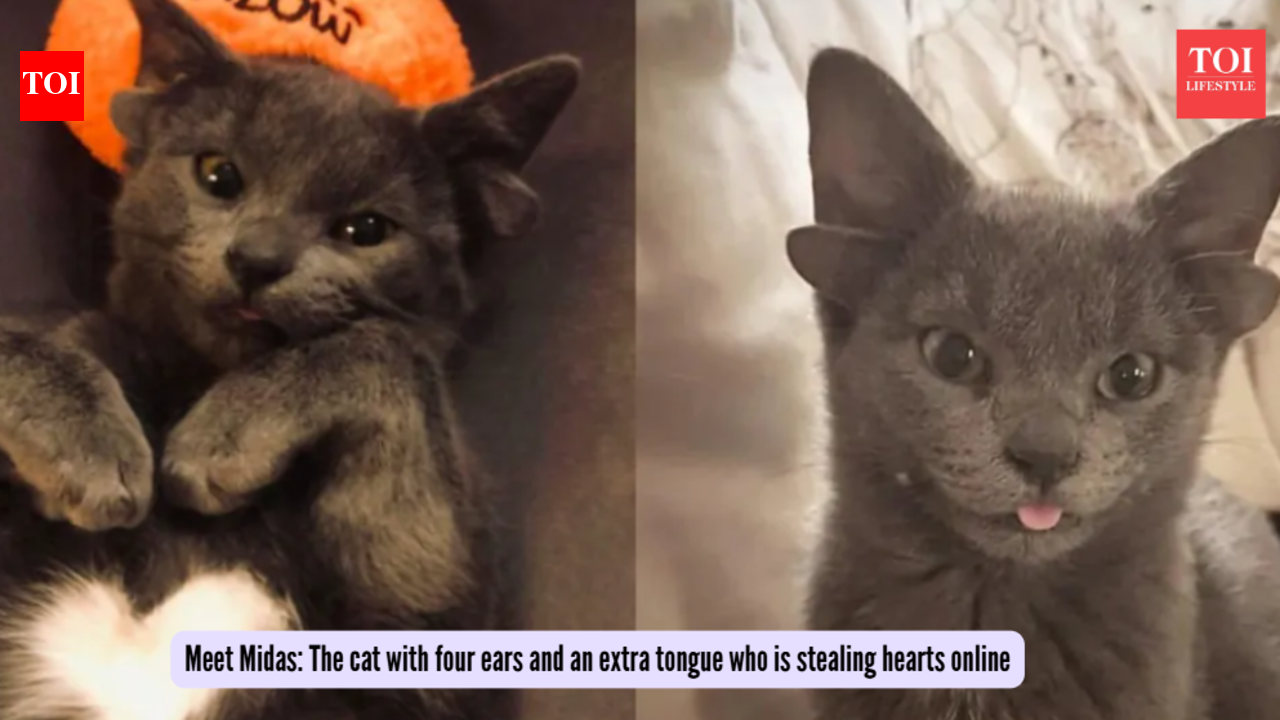 मिडास से मिलें: चार कान और एक अतिरिक्त जीभ वाली बिल्ली जो ऑनलाइन दिल चुरा रही है
