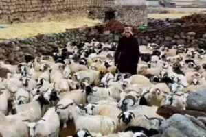 लद्दाख ने चांगथांग पश्मीना उत्पादों को वैश्विक ब्रांड बनाने की योजना बनाई है | भारत समाचार