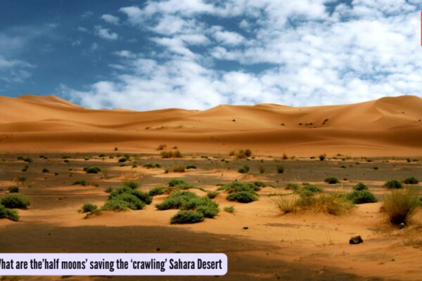 सहारा रेगिस्तान: चीन द्वारा पेड़ लगाकर टकलामकन रेगिस्तान को बचाने के बाद, ‘अर्धचंद्राकार’ ने अफ्रीका में ‘रेंगकर’ सहारा को बचाया!