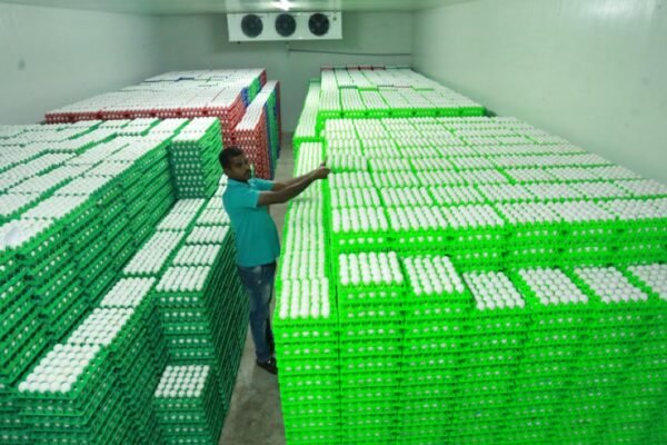 इज़राइल-ईरान युद्ध ने नमक्कल अंडे का निर्यात रोका; रोजाना 5 करोड़ और 50 लाख रुपए के नुकसान का अनुमान | कोयंबटूर समाचार