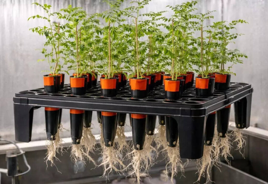 चंद्रमा की मिट्टी में चने उगते हैं: क्या चंद्रमा की मिट्टी में चने उग सकते हैं? नए अध्ययन से अंतरिक्ष कृषि के लिए आश्चर्यजनक परिणाम सामने आए |