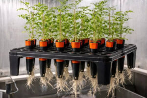 चंद्रमा की मिट्टी में चने उगते हैं: क्या चंद्रमा की मिट्टी में चने उग सकते हैं? नए अध्ययन से अंतरिक्ष कृषि के लिए आश्चर्यजनक परिणाम सामने आए |