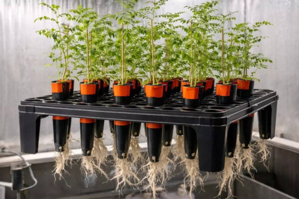 चंद्रमा की मिट्टी में चने उगते हैं: क्या चंद्रमा की मिट्टी में चने उग सकते हैं? नए अध्ययन से अंतरिक्ष कृषि के लिए आश्चर्यजनक परिणाम सामने आए |