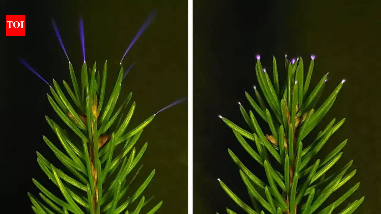 वैज्ञानिकों ने तूफ़ान के दौरान बिजली से चमकते पेड़ों को कैद किया |