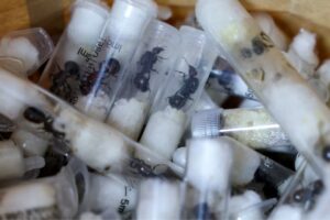 रानी चींटियाँ: ‘एक सूटकेस में 2,000 रानी चींटियाँ’: नैरोबी हवाई अड्डे पर टेस्ट ट्यूब में जीवित चींटियों की तस्करी के आरोप में चीनी व्यक्ति गिरफ्तार | विश्व समाचार